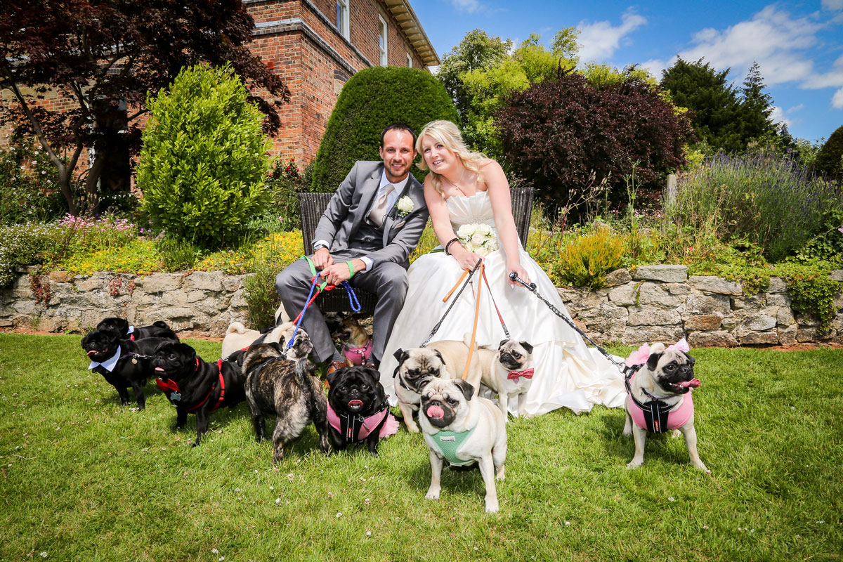 The most pugs at a wedding