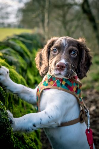 Peak District Dog